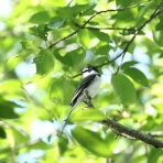 青色鳥撮り