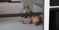 鏡に写った姿…と昨日の動画
