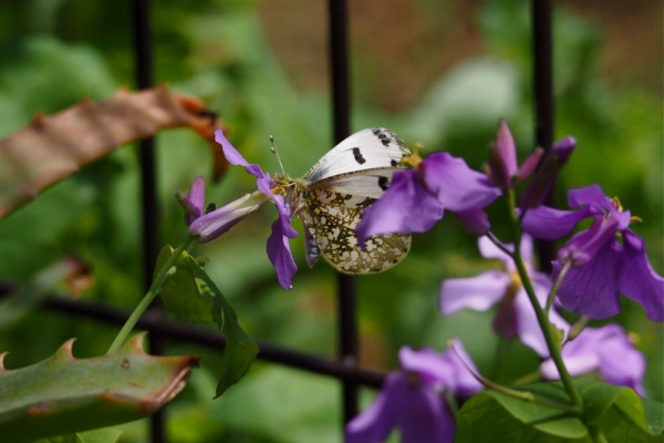 今日の一枚 しばたのブログ うちの庭で蝶