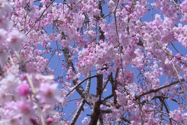 山口弁 方言辞典800語 周南地方 明博のひまつぶし