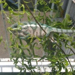 爬虫類ショップ yemen