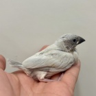 『新しい鳥の紹介です🐣』の画像