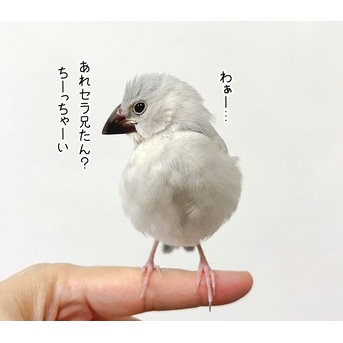 カエルの止まり木？