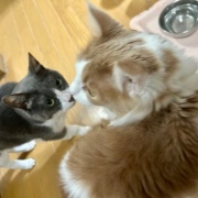 地震の翌日の猫たちの様子