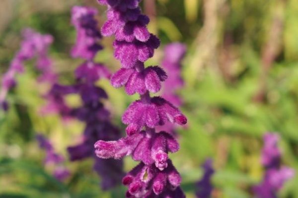 花信風 季節からのたより シソ科