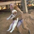 犬を抱く猿