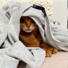 カーディガンの中の住人