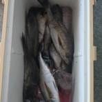 中本渡船　釣果情報