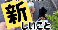 もういっちょ行ってみよう。