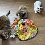 『みんなで過ごす時間⏰【猫ちゃん大部屋🐱】編』の画像