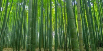 【家を建てる予定】希望地区の空き地が、2つしかない。一つは北側に竹やぶ、敷地内にも何本か生えている(90坪) もう一つは袋小路の突き当たり(90坪)