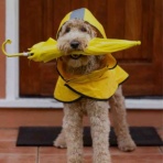 africasi official blog