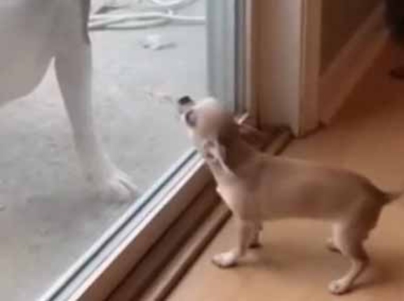 家の中から小さな犬が吠えていた。外には大きなイヌがいる → 窓を開けたらこうなった…