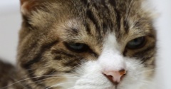 猫の痩せ我慢。