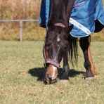 グランデラバーの会