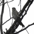 2026年9月12日の野鳥公園