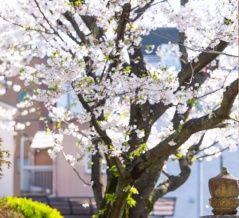 キラキラ光る。