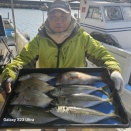 １２月１６日(火)たいサビキ