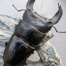 ホペイオオクワガタ福建省北峰