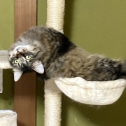 【猫写真】見返りマロちゃん