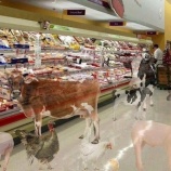 『【ウソやろ!?】ヴィーガンに見えてる衝撃世界がコチラwwwwwwwww』の画像