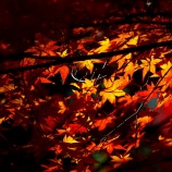 『2025.11 曹源寺『紅葉狩りｽﾎﾟｯﾄ』➂ / 岡山市中区円山』の画像