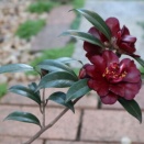 （１２４）黒花・・椿ナイトライダー