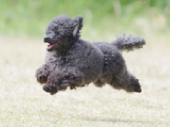 4-18-4b　金田　まるちゃん　4歳7か月　南あわじドッグラン飛行犬撮影所にて