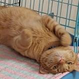 『里親さん、募集中です！』の画像