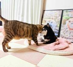 ここちゃんのファーストキスは突然に