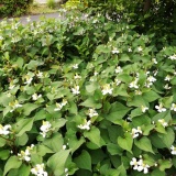 ドクダミの花