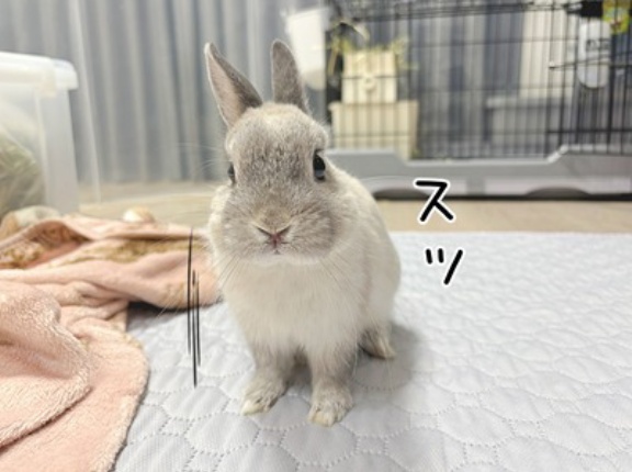 うさぎのルリ(2/11追記)