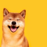 『犬の心を落ち着かせる』の画像