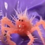メキシコ湾で発見されたあまりにもカワイイ「タラバガニの赤ちゃん」が話題に