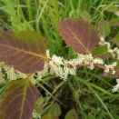 イタドリ（Fallopia japonica (Houtt.) Ronse Decr. var. japonica）