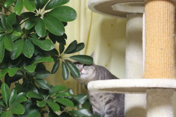 ネコブログニュース 18