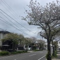 桜は葉桜になりました。(*ΦωΦ*)にゃー
