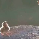 母鳥が子供のために魚を運んできた。た～んとお食べ♪ → しかしヒナはこうなっちゃう…