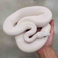 今月のサービスデーは特大サービスやで～