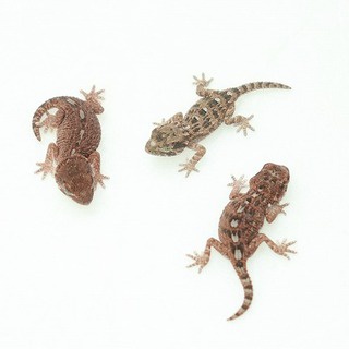 爬虫類倶楽部仙台店ブログ