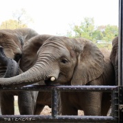 媛ちゃんの19歳のお誕生会♪　（３）
