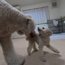 まろんさんとあんずさん。