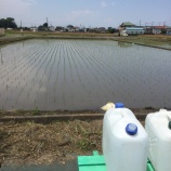 『田植えしました！！梅加工してます！！6月のボードゲーム会は13日（日）！！』の画像