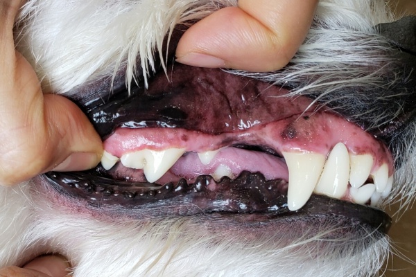 たかシェフのおうちごはん と 白い犬 と チワワ 21 Powered By ライブドアブログ