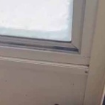 猫の動画 ねこわん！