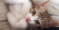 実は甘えたい猫。
