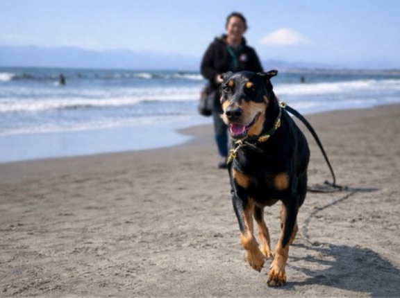 ドーベルマンのリリーちゃんお久しぶりです😄💓💓💓