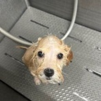 カインズ船橋習志野店ペッツワンコーナーペットショップワンラブのスタッフブログ