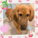 Mダックス　Sセット　ロジャーくん　横須賀店小松