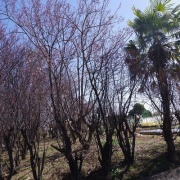 ���β����ε�2026�ʣ��˥ڥ󥿥å���K-1��������